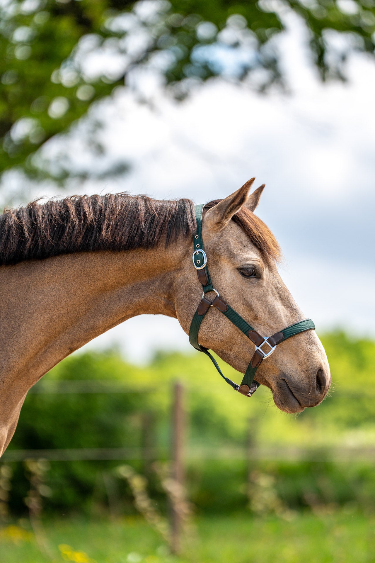 CheFauve luxe halster pony cob full deep green