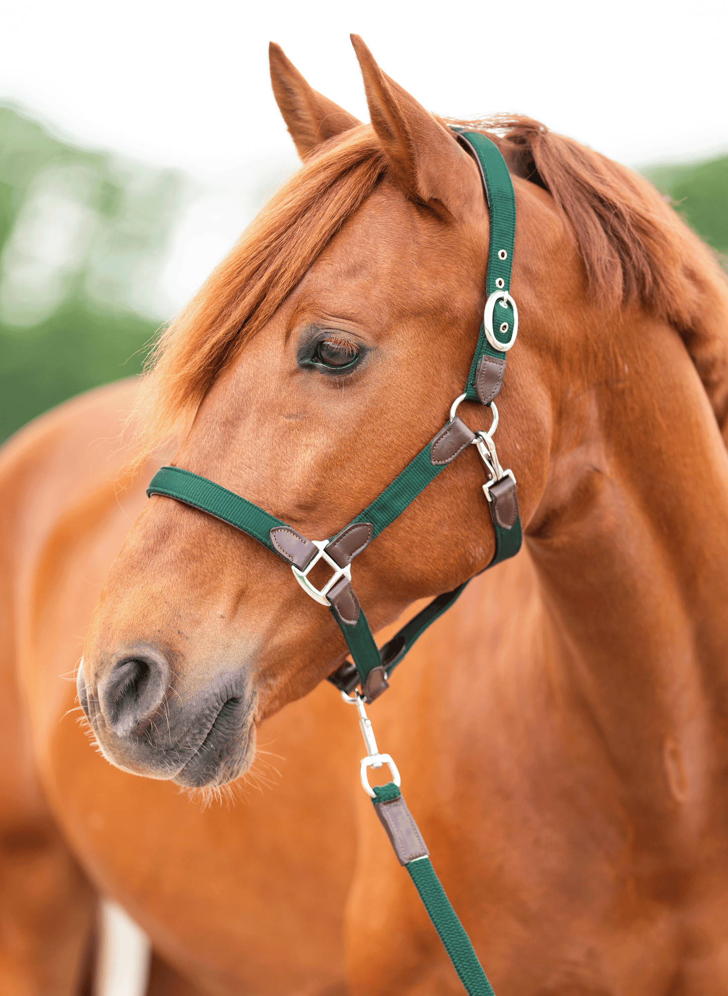 CheFauve luxe halster pony cob full deep green