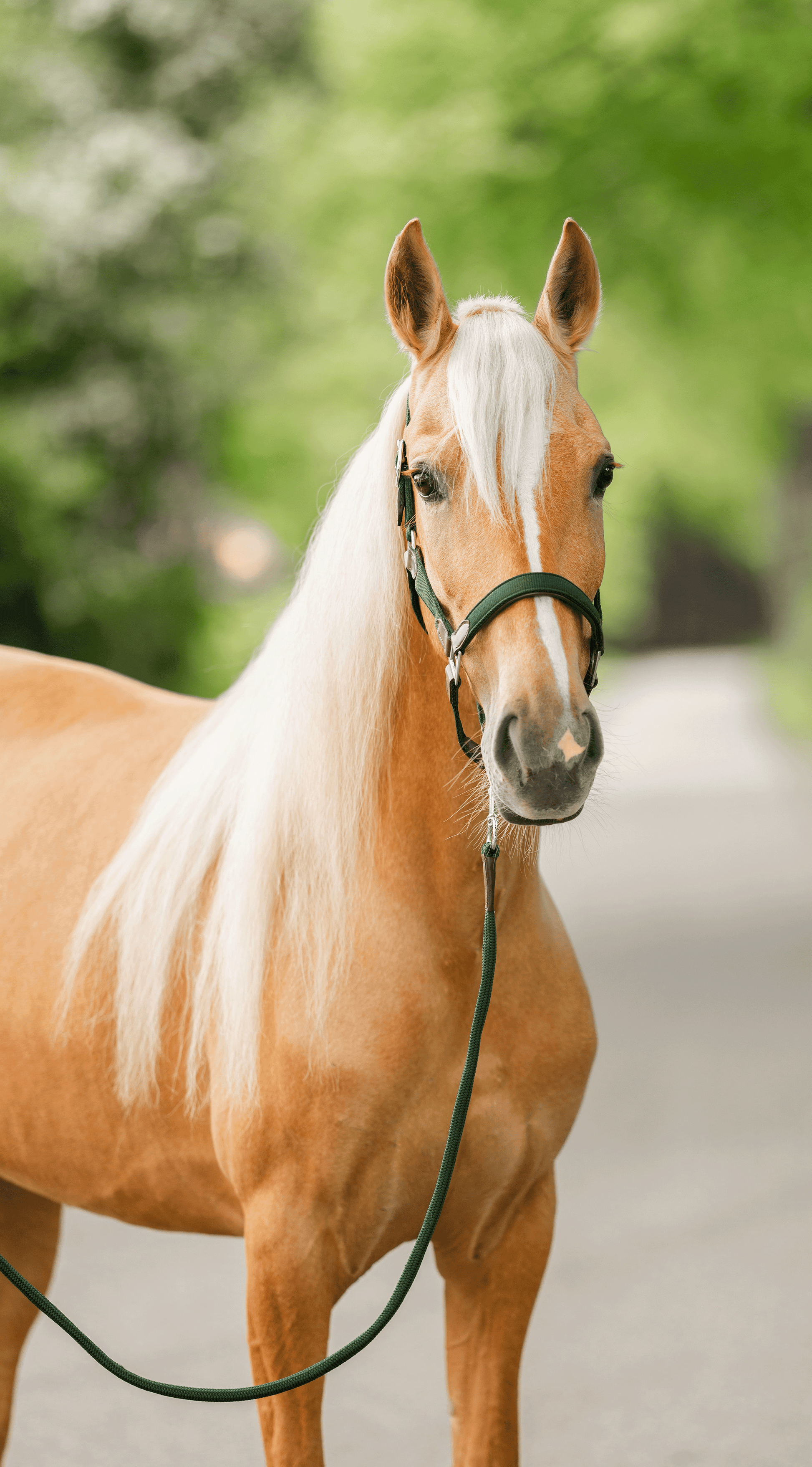 CheFauve luxe halster pony cob full deep green met touw